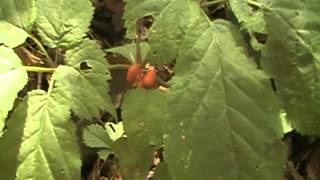 wild ginseng with red berries Panax quinquefolius [upl. by Dustin]