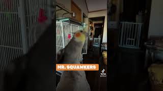 MRSQUAWKERS SINGING 🎵 2toos birds cockatiels halloween [upl. by Hartzell]