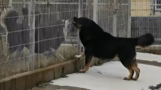 Tibetan mastiff vs Tibetan mastiff  DoggyVlogs 🦁 [upl. by Mylo]