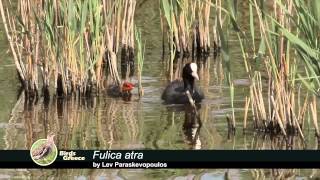 Eurasian Coot  Fulica atra  Φαλαρίδα  Лысуха [upl. by Eicyac]