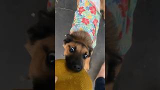 Nooo 🫣🫣put your tongue away 👌🏼❤️🐶puppy Rusty shorts shortvideo puppy dogs pets [upl. by Alleb]