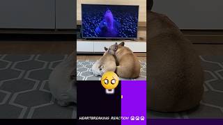 Dogs React to the Saddest Story 😭😭💔  GriffinFrenchie  Bouncing Square insideout [upl. by Jaye]