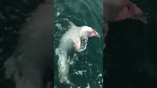 500lb plus Porbeagle Shark  Ilfracombe North Devon [upl. by Okimuk]