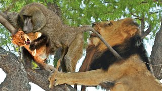 Sad Story Foolish Baboons Steal Lion Cub And Lions Savage Revenge  Baboon Vs Lion [upl. by Eenalem]