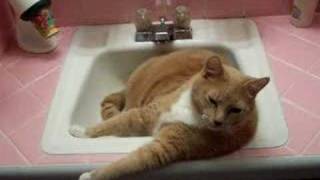 Talking cat in sink [upl. by Oakley]