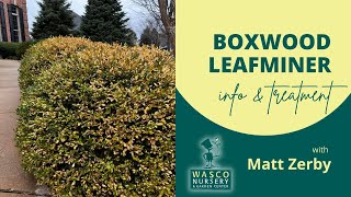 Boxwood Leafminer Treatment [upl. by Lavoie]