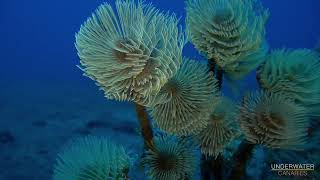 White Tube Worm Sabella spallanzanii  Diving Tenerife  Underwater Canaries [upl. by Eiramnaej913]