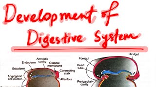 Development of Digestive SystemEmbryology [upl. by Olin]