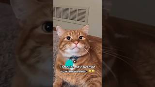 Cats Talking With Their Slaves 😸 catmeme funnycats mainecoon funnycatvideos siamese india [upl. by Markson]