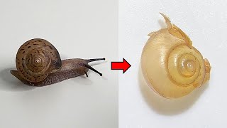 Whats Inside a Snails Shell  Snail Dissection [upl. by Aicnatsnoc]