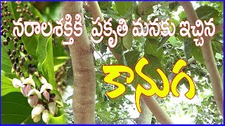 కానుగ చెట్టుప్రకృతి మనకు ఇచ్చిన వరంMillettia pinnata kanuga treeMedicinal Plant Herbal Chitka [upl. by Srednas]