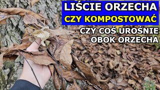 Liście Orzecha Włoskiego  Czy MOŻNA Kompostować Czy Orzech BLOKUJE Wzrost Roślin Trawnik Juglon [upl. by Anaitsirhc351]