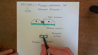 Cell Adhesion Molecules Part 3 [upl. by Purpura]