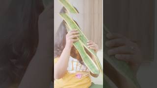 Propagating snake plant in water snakeplant garden getmyharvest plantcare growingmethod result [upl. by Ettenot841]