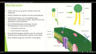 Klas 4 VWO Thema 1 Inleiding in de biologie basisstof 4 organellen deel 4 [upl. by Nosirrag]