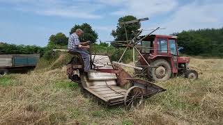 Moisson à lancienne fauchage blé Pédernec 30 07 24 [upl. by Mckenna]