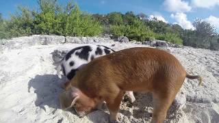 Swimming Pigs Bahamas 2015 [upl. by Hola]