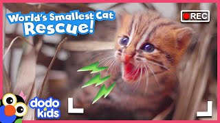 Mom’s Daring Baby Wild Cat Rescue Caught On Camera  Dodo Kids  Rescued [upl. by Lehsreh]