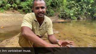 Rainforest Protectors in German  Naturschützer bewahren den Regenwald auf Sri Lanka [upl. by Aikenahs]