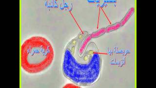 La phagocytoseدرس العلوم البلعمةwmv [upl. by Stepha583]