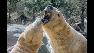 UNTAMED SCIENCE Polar Bears [upl. by Slade]