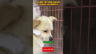 Kisah yang menyentuh hati shorts hewan anjing ceritahewan faktamenarikhewan [upl. by Niwrehs]