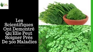 MORINGA  10 Bienfaits Et Comment Le Consommer  Nature Sante [upl. by Audly]