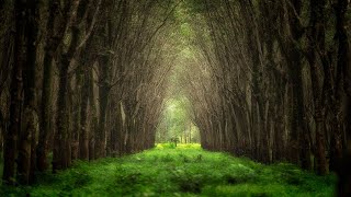 quotThe Old Treequot • Relaxing Harp Music by Peder B Helland [upl. by Odrarebe]