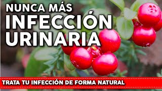 6 Plantas que previenen la INFECCIÓN URINARIA  Como usarlas y cultivarlas en tu huerta o jardin [upl. by Eeliram]