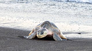 The Arribada of the Turtles in Ostional Costa Rica [upl. by Elyod]