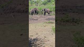 Elephants playing at a watering hole in Africa wildlife elephant africa [upl. by Eidson]