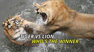 Tiger vs Lion Who is the winner [upl. by Annim543]