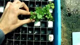 Exvitro rooting and acclimation in floating cell trays floatation method [upl. by Compton491]