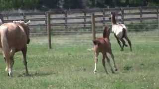 Lusitano mares and foals at play [upl. by Tennies]