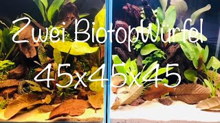 2 Biotopwürfel light aquaristik aquascape aquarium [upl. by Bunting]