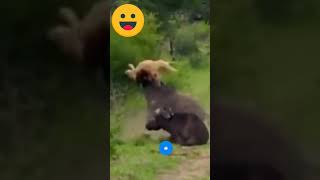 Singa vs Kerbau shorts videoviral animals hewan [upl. by Aitnas]