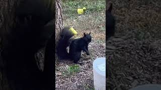 Spotted this hungry squirrel shorts youtubeshorts shortvideo trending food animals eating [upl. by Nongim333]