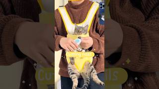 Cat carrier backpack cat petpet pets petcarrier catlover [upl. by Ahtanoj141]