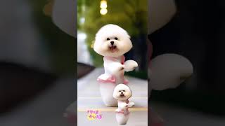 Cute Pappy dance video dog shorts youtubeshorts vairalshort [upl. by Cila]