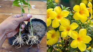 Easy method to propagate any plant from cuttings  How to grow allamanda plant [upl. by Poland]