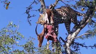 Young Leopard Eats An Impala As Hyenas Circle Below [upl. by Yenettirb]