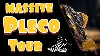 Pleco Collection  Tour and Update [upl. by Maroj]