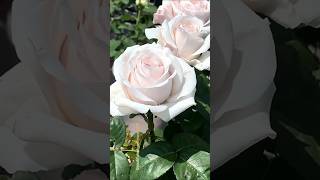 Gorgeous Roses rose flowers youtubeshorts roseflower [upl. by Nahej528]