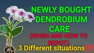 How to care for new orchids Dendrobiums when and how to pot 3 Different situations [upl. by Garfield389]