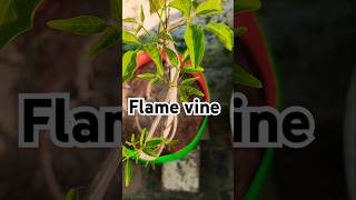 Flame vine winter flowering plant youtubeshorts shorts trumpetvine [upl. by Eenyaj]