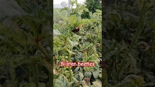 BlisterBeetle📿produce cantharidin [upl. by Eibmab756]