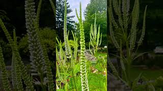 A great native plant to attract wild life Culvers root garden flowers gardenflowers nature [upl. by Retloc]