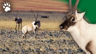 Mission Naissance  LAntilope Tibétaine en Péril  Documentaire animalier  HD  AMP [upl. by Enaej]