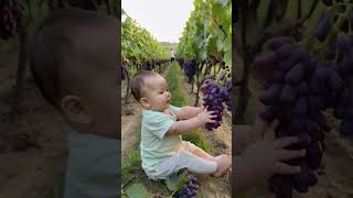 Baby playing in the grape field [upl. by Krilov6]