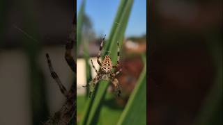 Kreuzspinne Spinne Biss Giftig Gartenkreuzspinne Araneus diadematus Yucca Netz [upl. by Abijah]